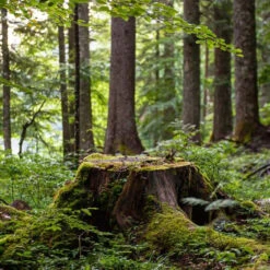 Chartreuse Green -UK Drinks Sales Store chartreuse green 2 88823.1700276931