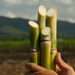 Diplomatico Reserva Exclusiva Dark Rum -UK Drinks Sales Store diplomatico process 08667.1700276917