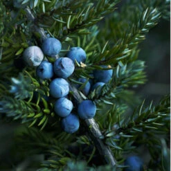 Hapusa™ Himalayan Dry Gin -UK Drinks Sales Store hapusa botanicals 20074.1700276917