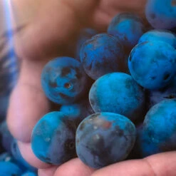 Warner's Sloe Gin 6 Warner's Sloe Gin -UK Drinks Sales Store warners sloes 62859.1700276916